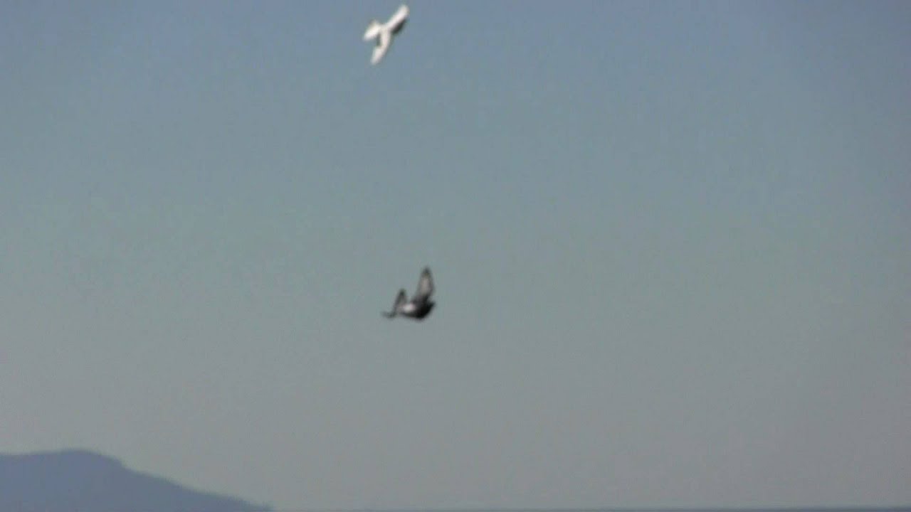 Palomos de clase Full HD