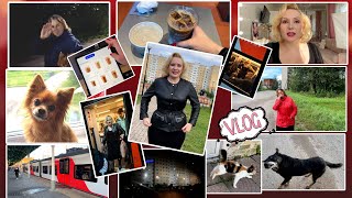 видео: VLOG: ЕДУ К МАМЕ💕, СЕСТРА ВСТРЕЧАЕТ🚃 // ПРОГУЛКА : СОБАКА ОБЛАЯЛА, КОТ СБЕЖАЛ🤣//ОБРАЗ ДНЯ ЦВЕТИКА🐕🦺 картинка: VLOG: ЕДУ К МАМЕ💕, СЕСТРА ВСТРЕЧАЕТ🚃 // ПРОГУЛКА : СОБАКА ОБЛАЯЛА, КОТ СБЕЖАЛ🤣//ОБРАЗ ДНЯ ЦВЕТИКА🐕🦺