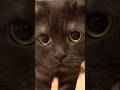 横目で見る黒猫が可愛すぎる…#shorts