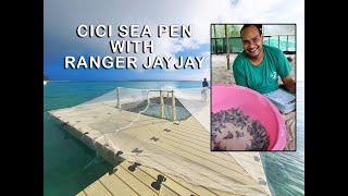 CICI Turtle Sea Pen - Soft release for rehabilitated turtles in Papua New Guinea screenshot 5