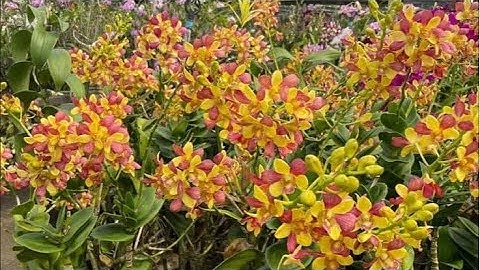 Ở đây có hoa xinh☎️0903177978 đi ngang cho em xin tim folow ạ