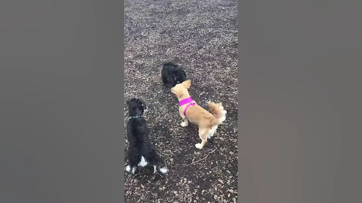 Dog Park Fun with Squirrel
