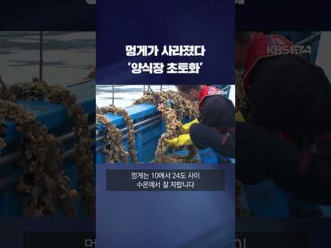 &amp;#<strong>39</strong>;멍게가 사라졌다&amp;#<strong>39</strong>;…양식장 초토화 #<strong>shorts</strong> / <strong>KBS</strong>