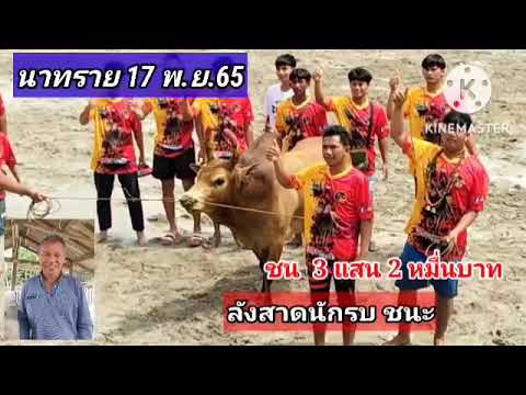 สนามชนโคบ้านนาทราย  @ชัยวัวชน