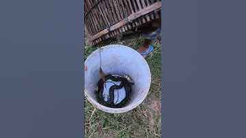 Very Easy The Snake Trap Using Ancient Tools #shorts