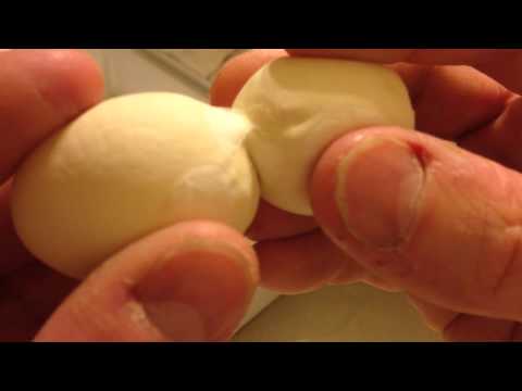 Separating green tree python eggs
