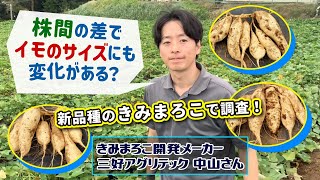 次年度から新発売！】新品種きみまろこ 植え付けの広さでお芋の肥大は