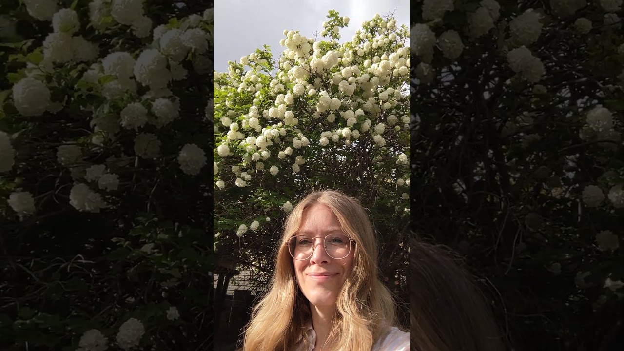 Snowball tree level 5000 