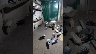 Güvercin Severleri Kımıza Bekleriz Daha Cok Video Gelicek