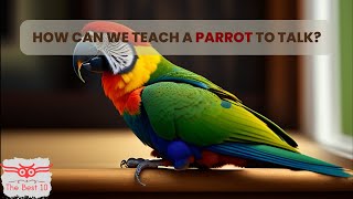 طريقة تعليم الببغاء الكلام , تعرف عليها | Parrot training