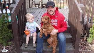 Meet Teddy, Our Super Red and Super Sweet Miniature Poodle