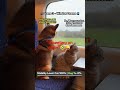 Cat vs Dog Train Adventure 🚂🐶🐱 | Hilarious Travel Story