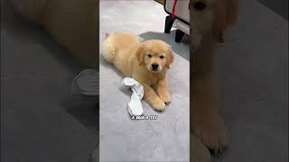 everything becomes treasure 😂 #goldenretriever #dogbehavior #funnydogs