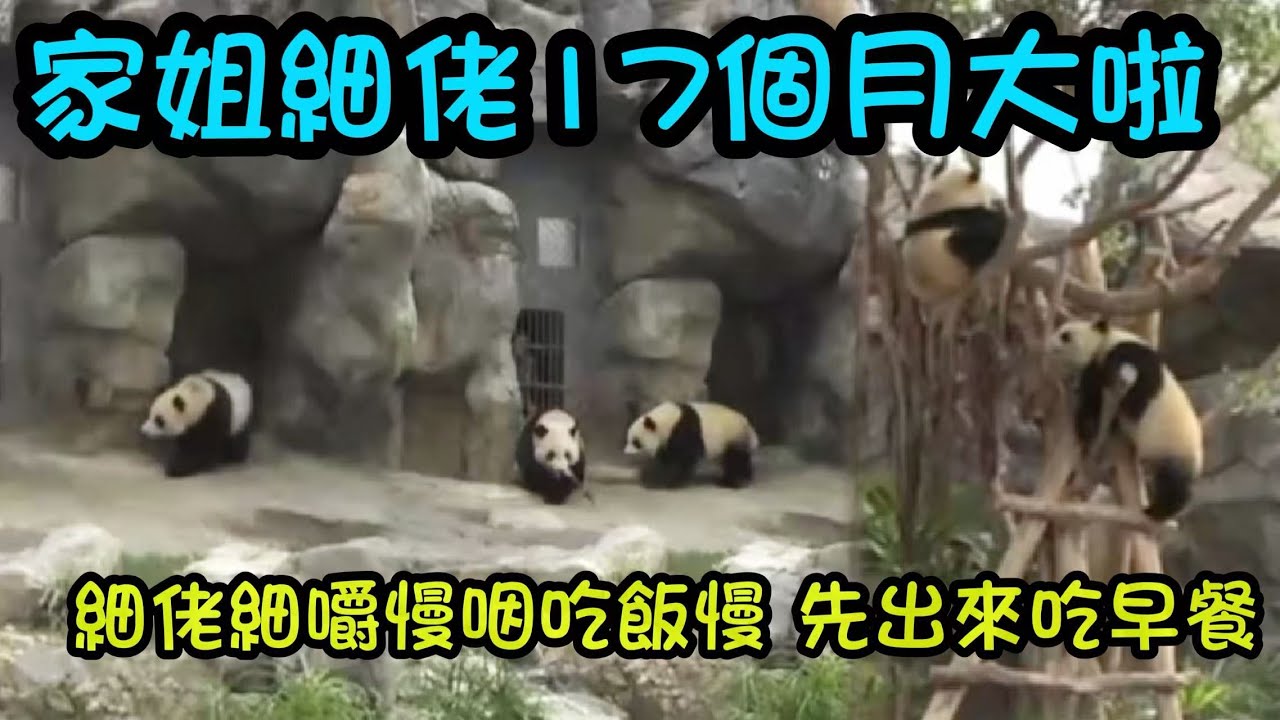 1月15日 家姐細佬滿17個月喇，細佬今早自己出來吃早餐，吃完竹筍到餐桌吃竹葉，家姐遲出門，吃完自己的竹筍來細佬身邊坐下一齊吃