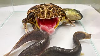 Pacman Frog Swallows The Rampaging Loach Pacman Frog , African Bullfrog Live Feeding