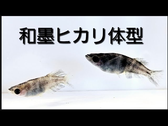 和墨RLF 1ペア 成魚 産卵中個体 種親 兄弟に黄色色素持ちのレア個体