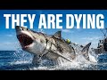 The Terrifying Truth About Great White Shark Attacks