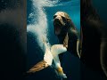 가넷 새 vs 바다사자,  Garnet bird Vs sea lion, #가넷 새 #바다사자 #Garnet bird #sea lion