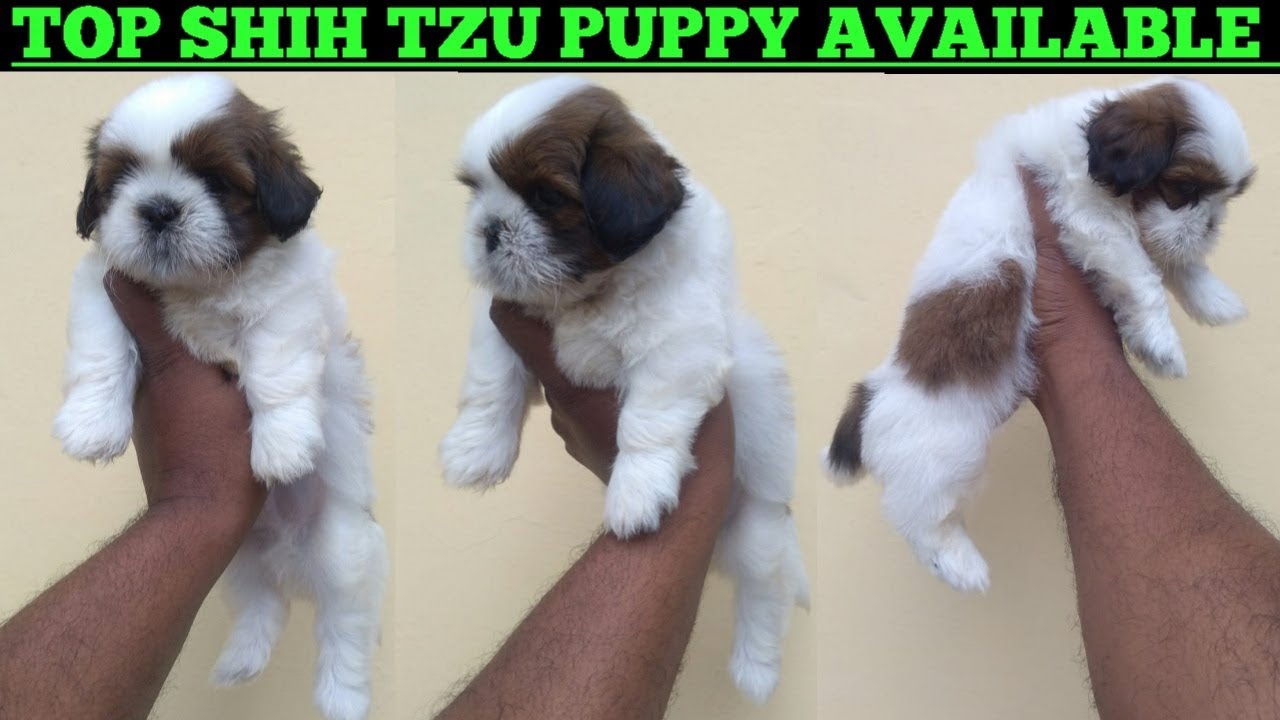 shih tzu dog price