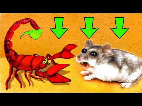 ??Scorpion Hamster Maze With Traps ?[OBSTACLE COURSE]?