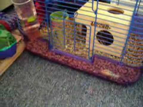 Clarence the Hamster