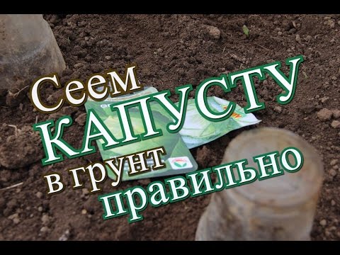 Как правильно посеять капусту в грунт. (17.05.2016)