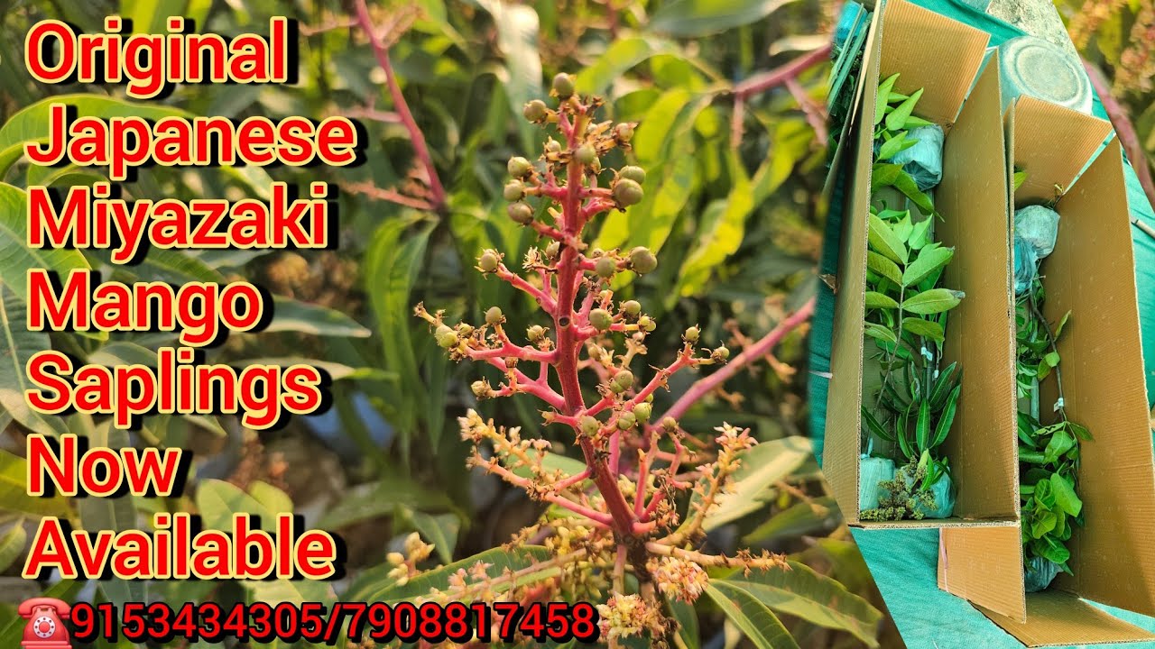 Original Japanese Miyazaki Mango Saplings Now Available With Flowers 