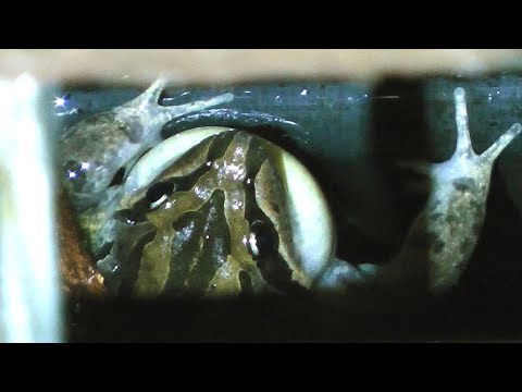Australian Striped Marsh Frog in backyard drain at night again