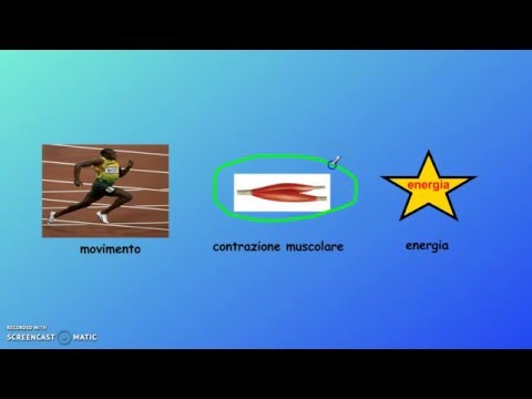 Video: Quale parte della cellula produce la principale fonte di energia del corpo sotto forma di ATP?