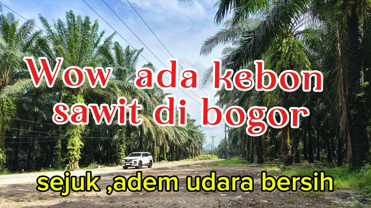 Saat puasa ,cuaca panas Nemu view ini..kebun sawit Cigudeg kab Bogor