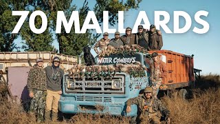 Information 70 Mallards - Insane Hunt In Pacific Flyway Guide