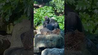 Gorilla creating a Nest to Sleep #gorilla #gorillas