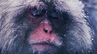 Full Slow Down With Snow Monkeys - Rest | Mindful Escapes | BBC Earth News