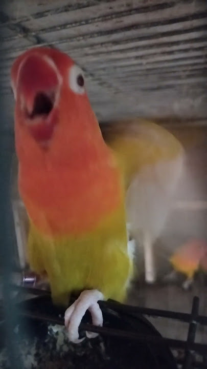 not shy #birds #birdsavairy #lovebirds #parrot #africanlovebirds #pets #animals #birdlovers #aviary