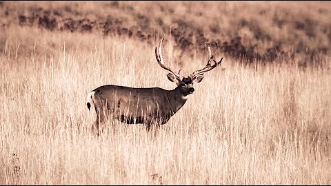 Year of the Mule Deer Part 1- Winchester Deadly Pa...