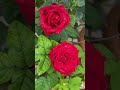 Red Rose flower🌹#shortsvideo#shorts#greenlove#redbeauty#