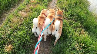 仲良し柴犬さん♡ パパと姉柴に絡まれ迷惑そうに気配を消す弟柴犬が可愛い - YouTube