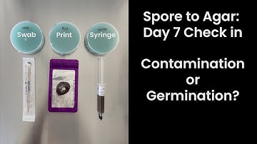 Spore to Agar update: Was it successful?