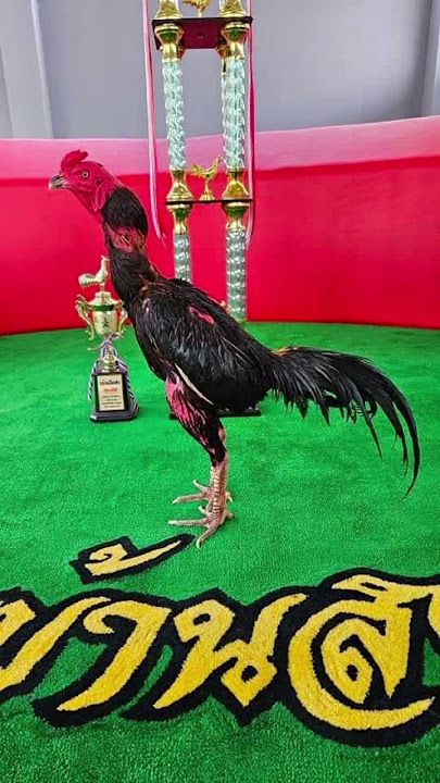 JakSon yang lagi viral di Thailand Ayam Long drum#ayam