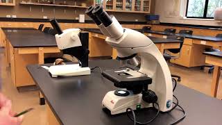 How to Use a Compound Microscope