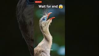 Birds sounds 🥰😱 #birds #likeit #sound #nature #new #viral #shorts #love #viral #subscribe