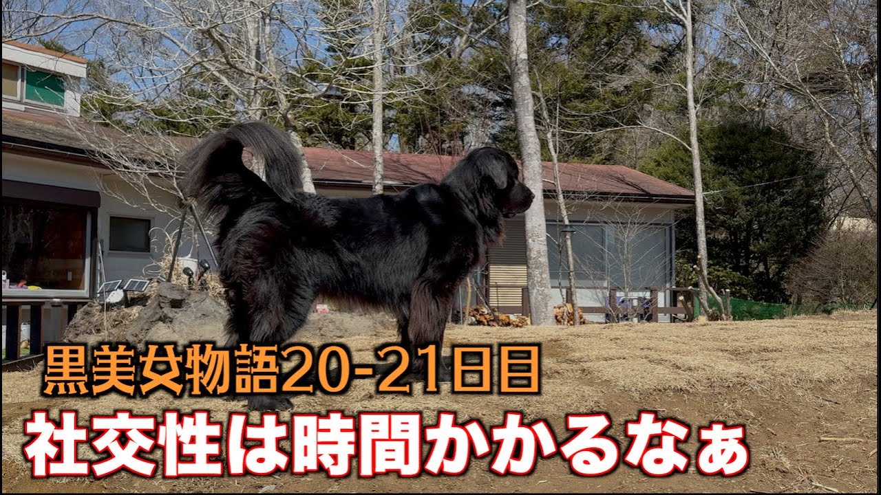レンも遊んでくれる時間が減った【黒色の美女物語20-21日目】 - YouTube