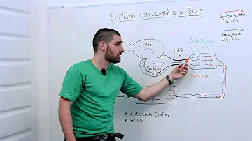 Como funciona o sistema circulatório dos peixes?