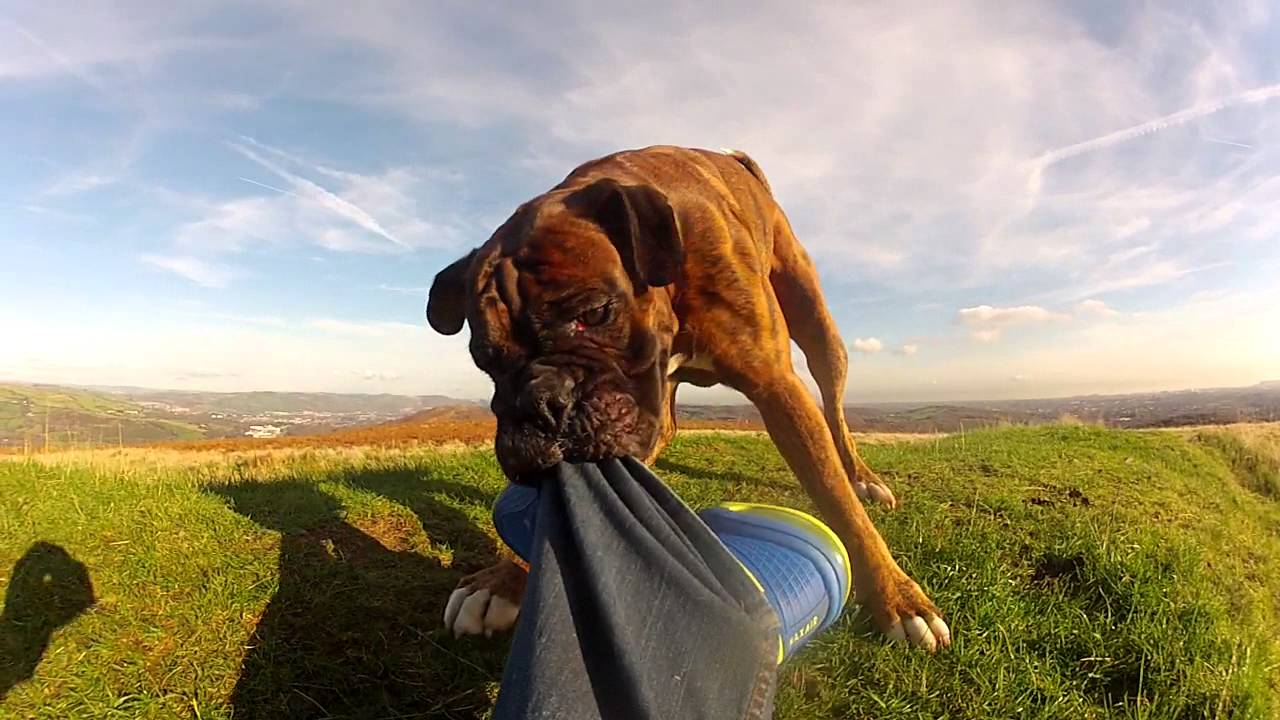 Near fatal attack by vicious boxer dog YouTube