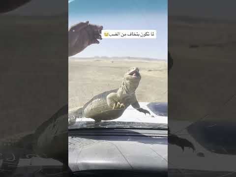 لما تكون بتخاف من الضب شاص تطعيس تفحيط هجوله اكسبلور السعودية تويوتا طبرجل ديزل ليبيا