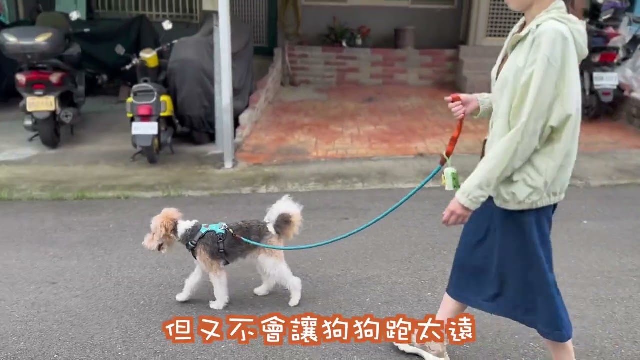 狗狗牽繩怎麼牽?分享牽繩正確握法🐶遛狗更輕鬆！