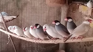 Java Bird Small Colony Video The colony is very beautiful