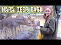 The Most Polite Deer I've Ever Met! | Bowing Deer in Nara, Japan |「奈良鹿公園」