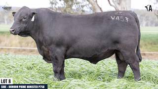 LOT 8: ASCOT VICTORY V453