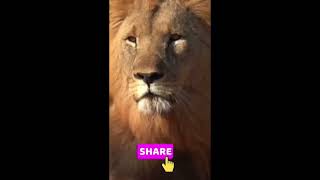 Why Every Ecosystem Needs Lions 🦁 (Simple Science Explained)#lion 